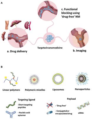 Endothelial Cell Adhesion Molecules- (un)Attainable Targets for Nanomedicines